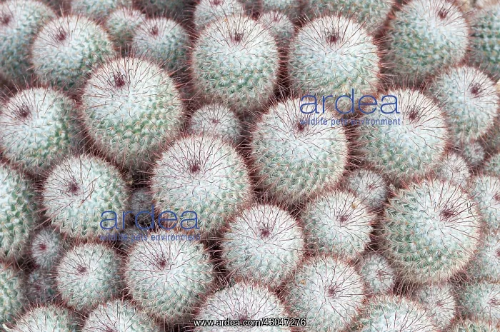 : Cactus, Pincushion cactus, Mammillaria bombycina : Cactus, Pincushion cactus, Mammillaria bombycina