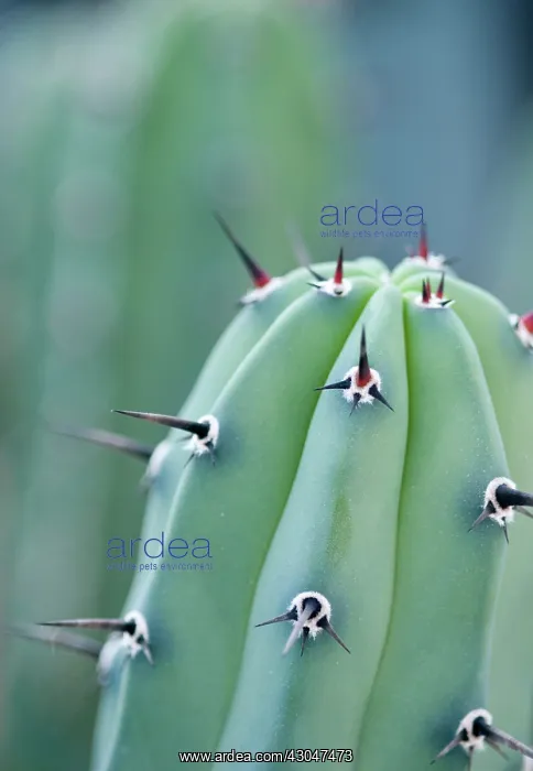 : Cactus, Echinopsis : Cactus, Echinopsis
