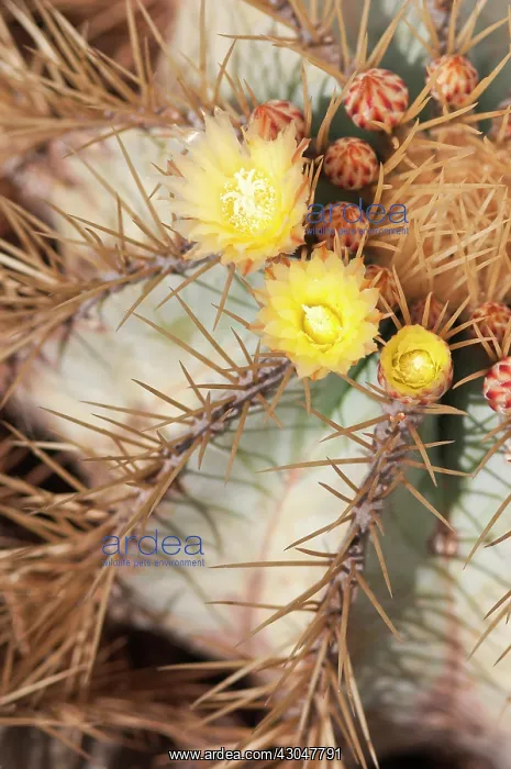 : Cactus, Echinocactus grusonii, Golden barrel cactus : Cactus, Echinocactus grusonii, Golden barrel cactus