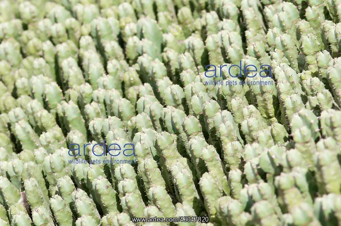 : Cactus, Mammillaria spinosissima, Pincushion cactus : Cactus, Mammillaria spinosissima, Pincushion cactus