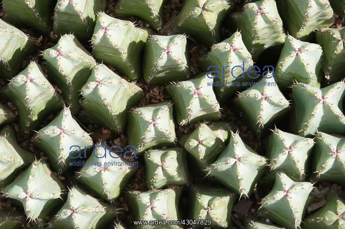 : Cactus, Mammillaria spinosissima, Pincushion cactus : Cactus, Mammillaria spinosissima, Pincushion cactus