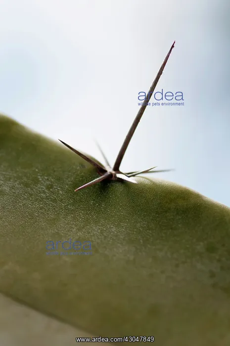 : Cactus, Pachycereus weberi : Cactus, Pachycereus weberi