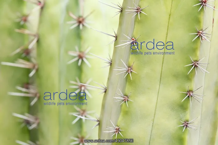 : Cactus, Pachycereus weberi : Cactus, Pachycereus weberi