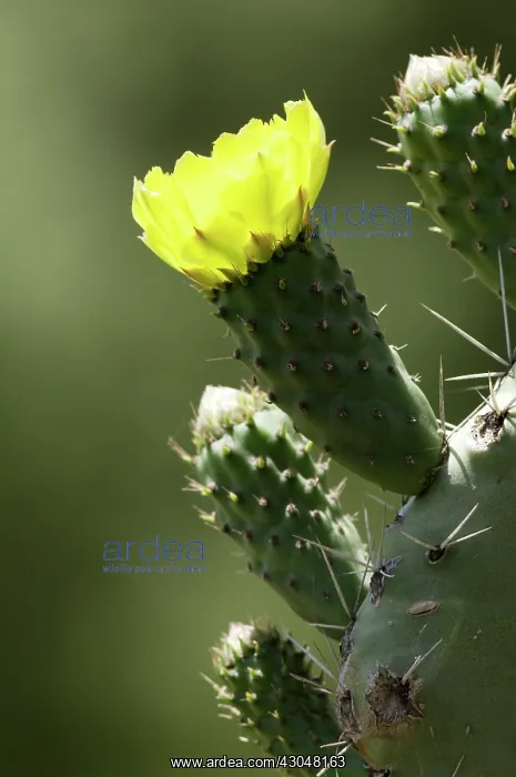 : Cactus, wheel cactus, Opuntia robusta : Cactus, wheel cactus, Opuntia robusta