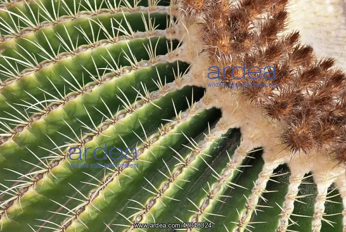 : Cactus, Echinocactus grusonii, Golden barrel cactus : Cactus, Echinocactus grusonii, Golden barrel cactus