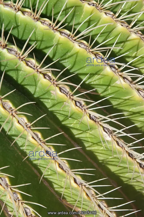 : Cactus, Echinocactus grusonii, Golden barrel cactus : Cactus, Echinocactus grusonii, Golden barrel cactus