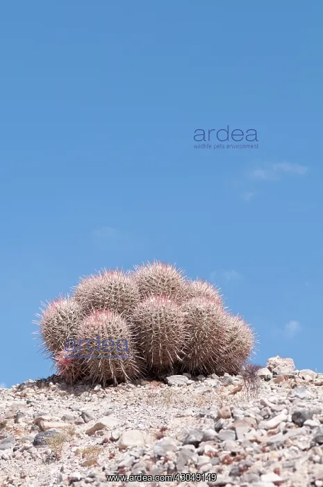 : Cactus, Echinocactus : Cactus, Echinocactus