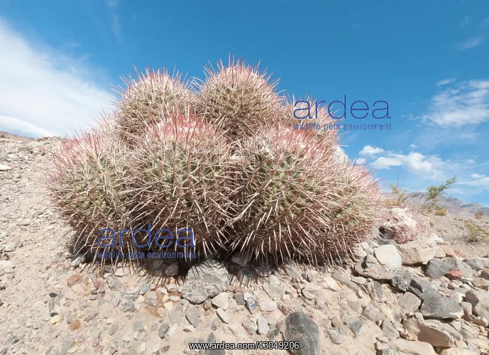 : Cactus, Echinocactus : Cactus, Echinocactus