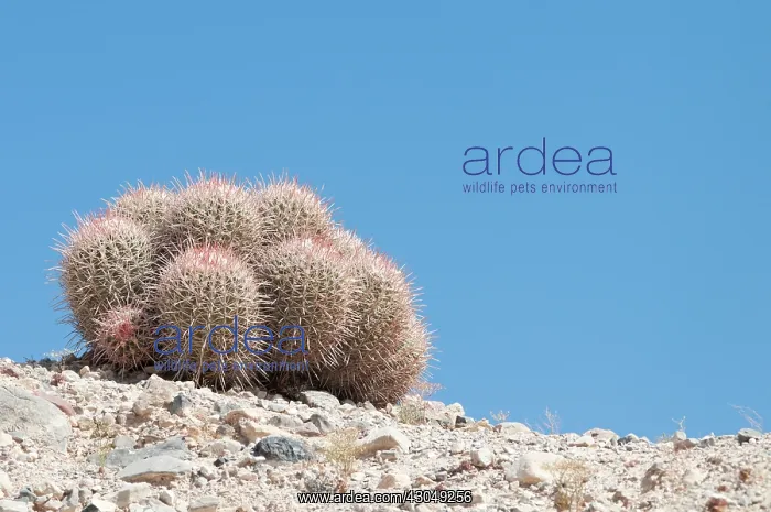 : Cactus, Echinocactus : Cactus, Echinocactus