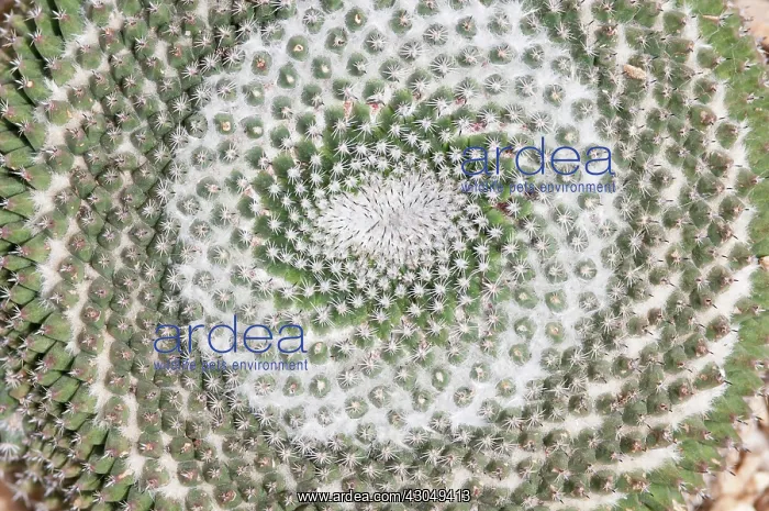 : Cactus, Old lady cactus, Mammillaria hahniana : Cactus, Old lady cactus, Mammillaria hahniana