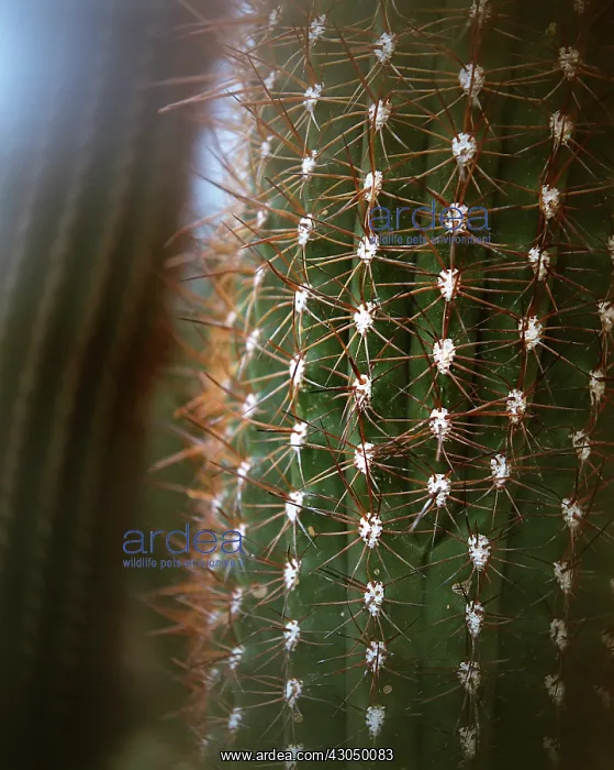  : Cactus, Aporocactus