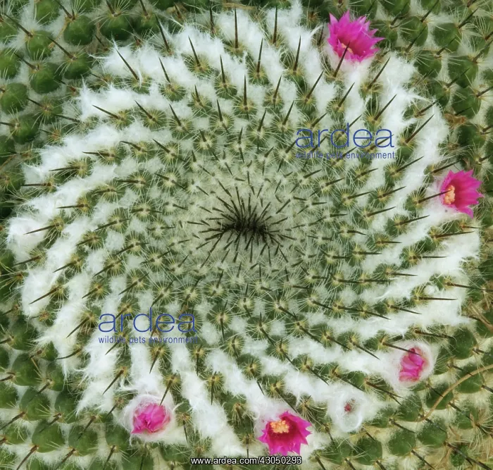 : Cactus, Pincushion cactus, Mammillaria : Cactus, Pincushion cactus, Mammillaria