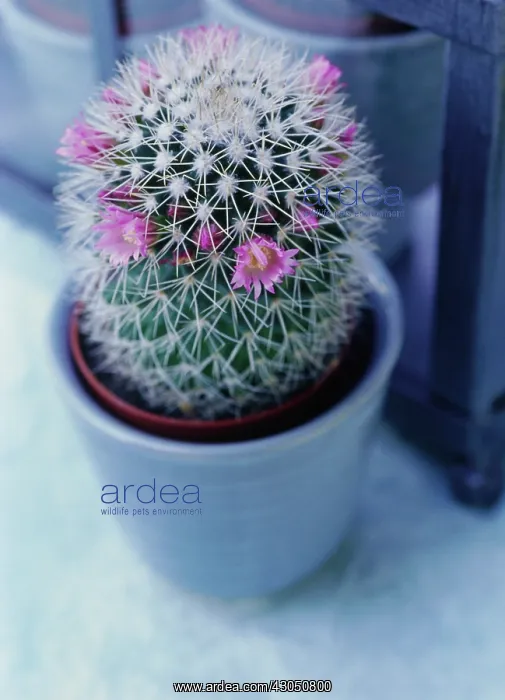  : Cactus