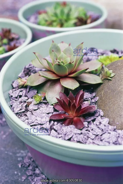 : Cactus, Sempervivum Lilac time : Cactus, Sempervivum Lilac time