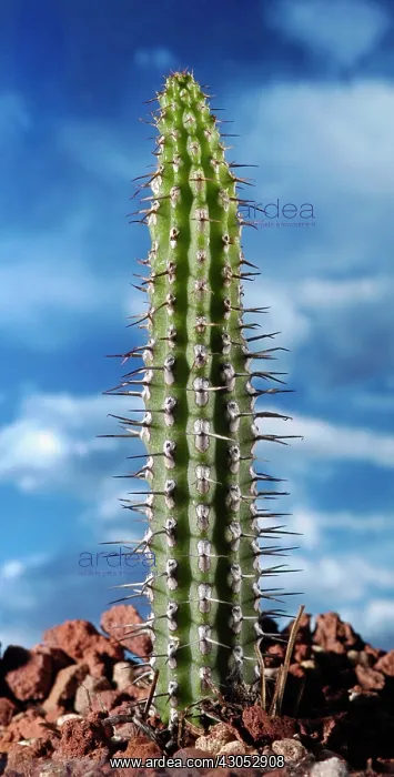  : Cactus, Echinocereus