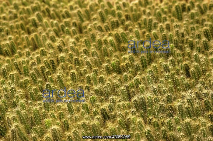 : Cactus, Echinocereus : Cactus, Echinocereus