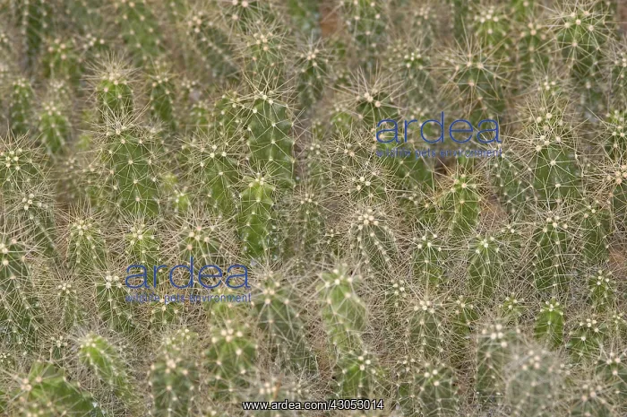 : Cactus, Echinocereus : Cactus, Echinocereus