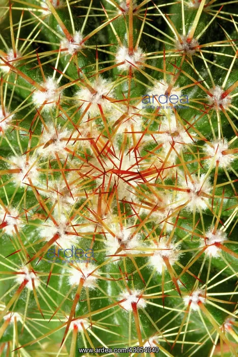  : Cactus, Echinocactus