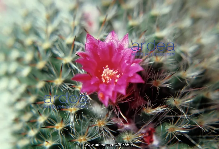 : Cactus, Pincushion cactus, Mammillaria : Cactus, Pincushion cactus, Mammillaria