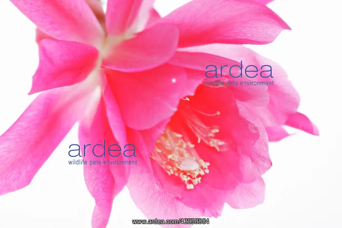 : Cactus, Epiphyllum, Orchid cactus : Cactus, Epiphyllum, Orchid cactus