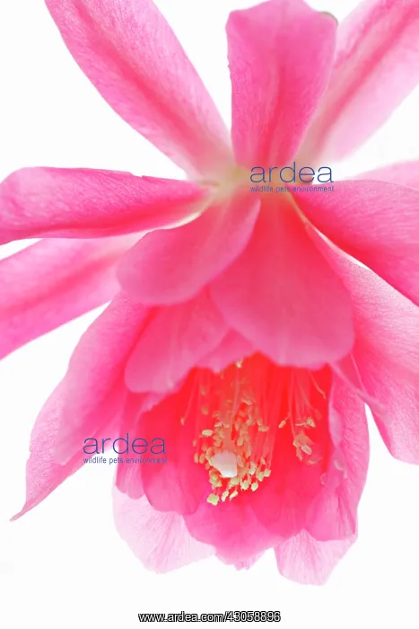 : Cactus, Epiphyllum, Orchid cactus : Cactus, Epiphyllum, Orchid cactus