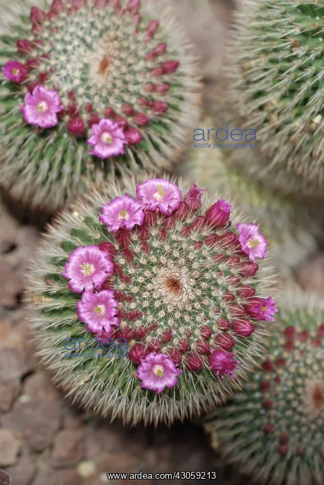 : Cactus : Cactus
