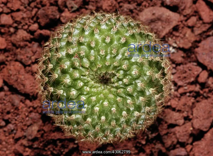 : Cactus, Crown cactus, Rebutia : Cactus, Crown cactus, Rebutia