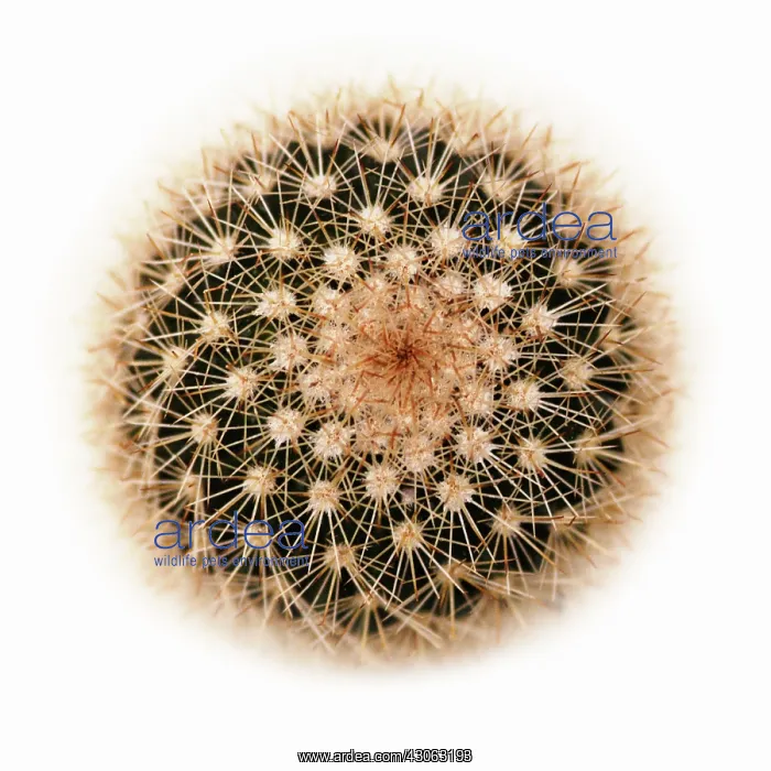  : Cactus, Pincushion cactus, Mammillaria spinisissima