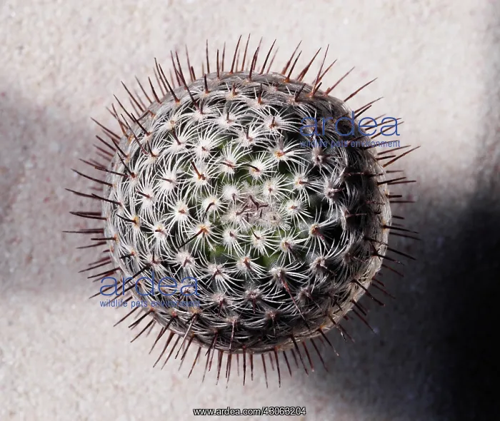 : Cactus, Pincushion cactus, Mammillaria microhelia : Cactus, Pincushion cactus, Mammillaria microhelia