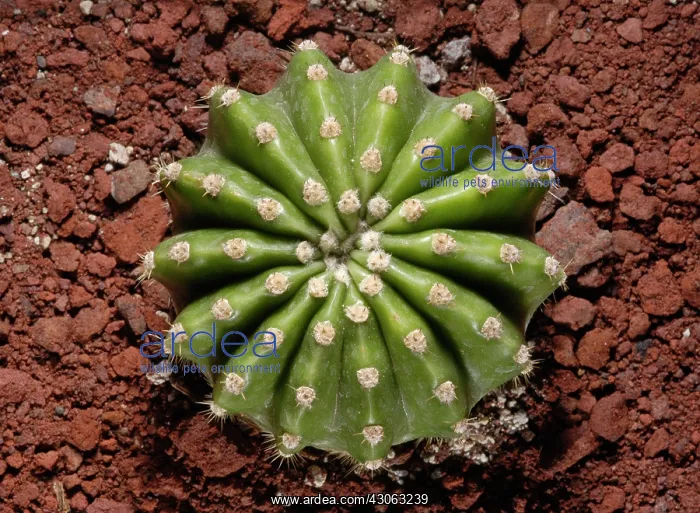 : Cactus, Echinopsis : Cactus, Echinopsis