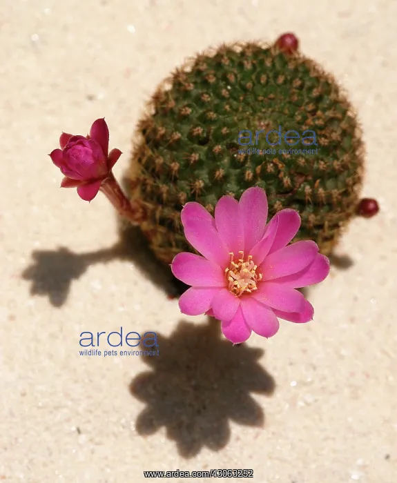 : Cactus, Pincushion cactus, Mammillaria : Cactus, Pincushion cactus, Mammillaria