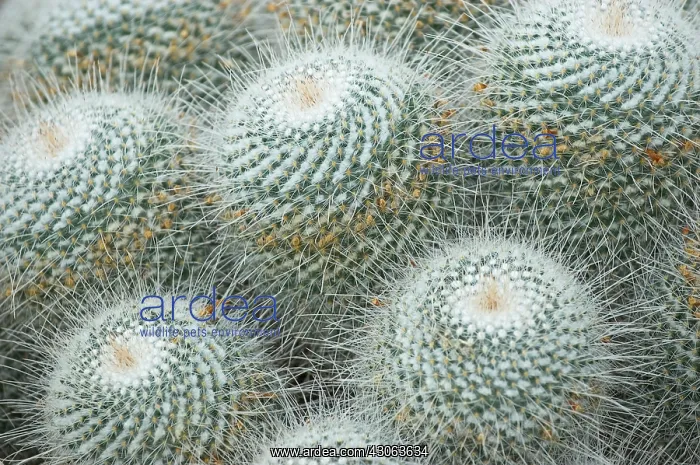  : Cactus, Pincushion cactus, Mammilaris geminospima