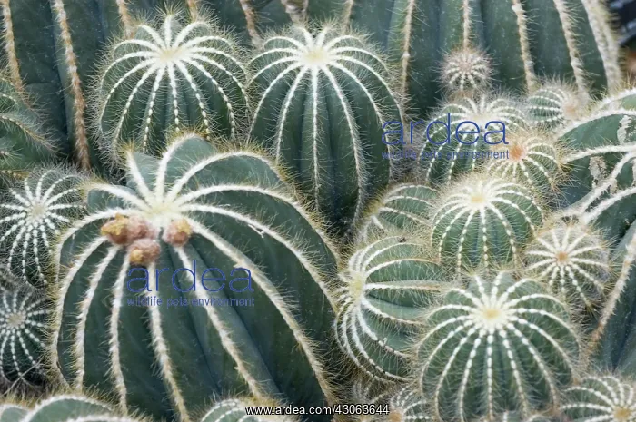 : Cactus, Echinopsis spiniflora : Cactus, Echinopsis spiniflora