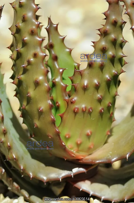 : Cactus : Cactus