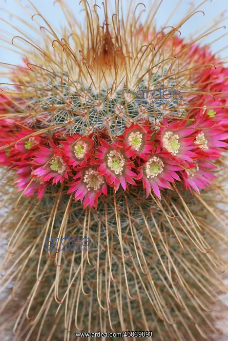 : Cactus, Pincushion cactus, Mammillaria : Cactus, Pincushion cactus, Mammillaria