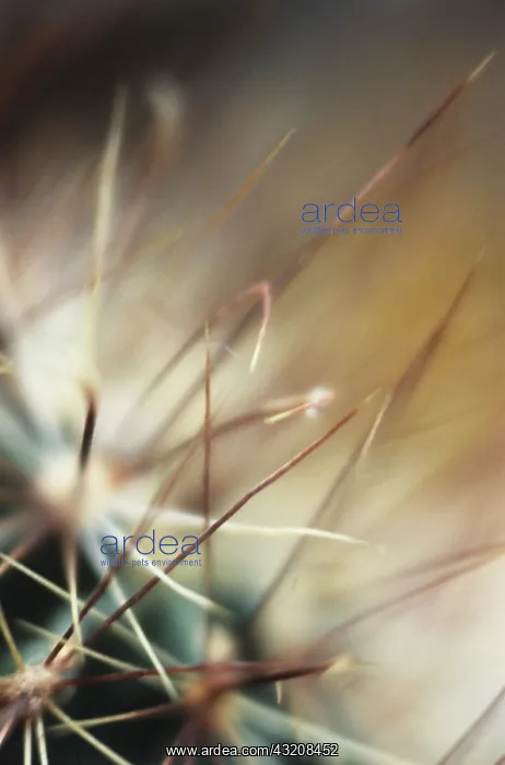 : Cactus : Cactus