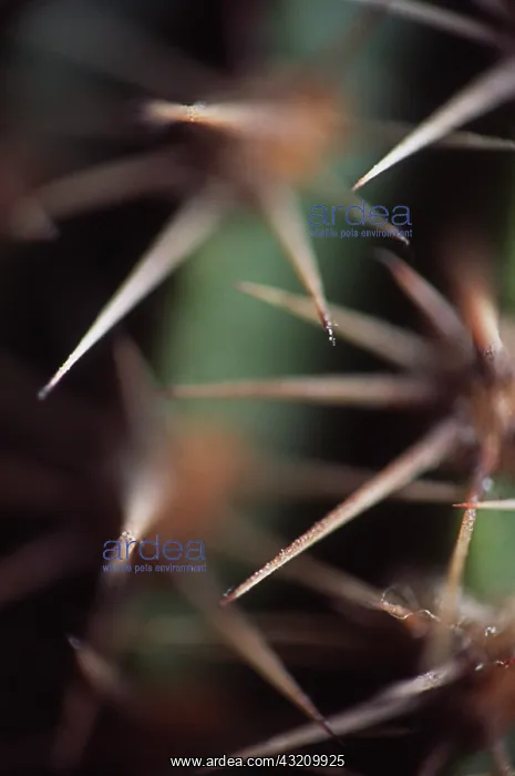 : Cactus, Echinopsis : Cactus, Echinopsis