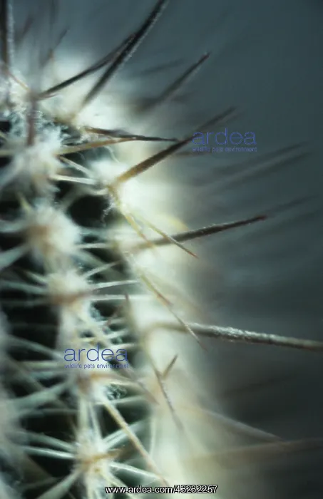 : Cactus, Echinopsis : Cactus, Echinopsis