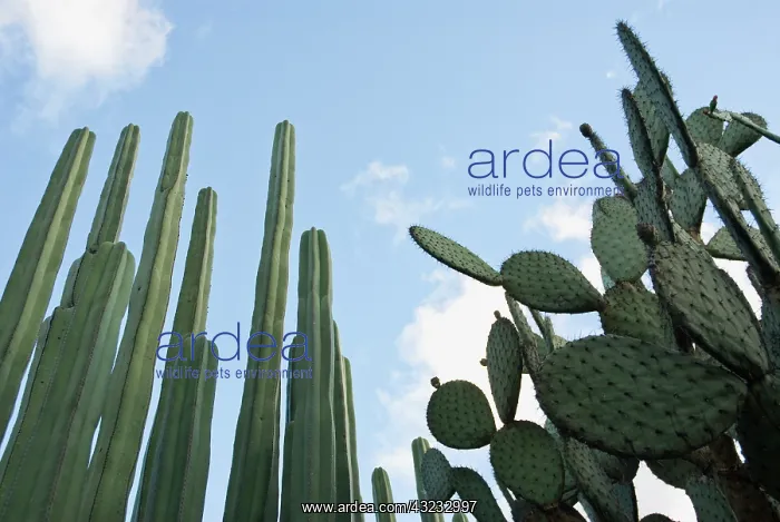 : Cactus, mexican fence post cactus, Pachycereus Marginatus : Cactus, mexican fence post cactus, Pachycereus Marginatus
