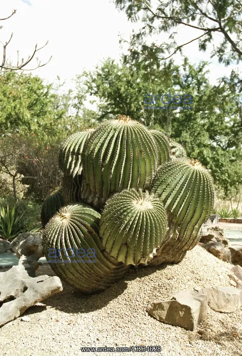 : Cactus, Barrel Cactus, Echinocactus platyacanthus : Cactus, Barrel Cactus, Echinocactus platyacanthus