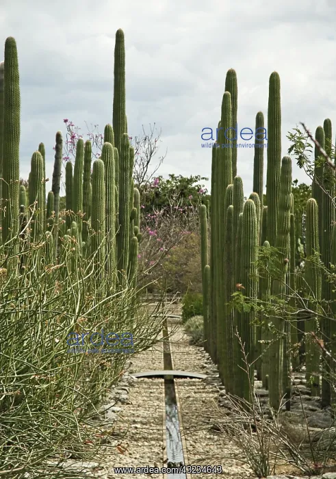 : Cactus, Saguaro cactus, Carnegiea gigantea : Cactus, Saguaro cactus, Carnegiea gigantea