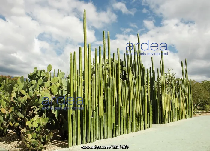 : Cactus, mexican fence post cactus, Pachycereus Marginatus : Cactus, mexican fence post cactus, Pachycereus Marginatus