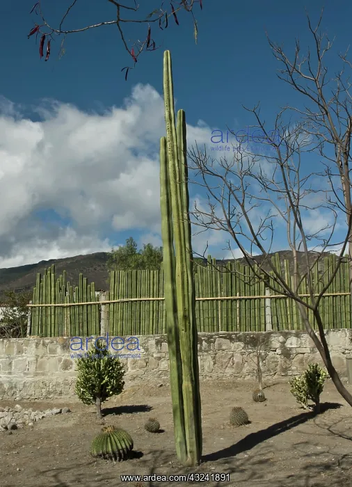 : Cactus, Pachycereus Marginatus, Mexican fence post cactus : Cactus, Pachycereus Marginatus, Mexican fence post cactus