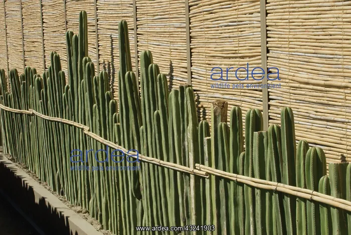 : Cactus, mexican fence post cactus, Pachycereus Marginatus : Cactus, mexican fence post cactus, Pachycereus Marginatus