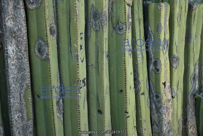 : Cactus, mexican fence post cactus, Pachycereus Marginatus : Cactus, mexican fence post cactus, Pachycereus Marginatus