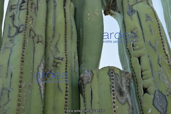 : Cactus, mexican fence post cactus, Pachycereus Marginatus : Cactus, mexican fence post cactus, Pachycereus Marginatus