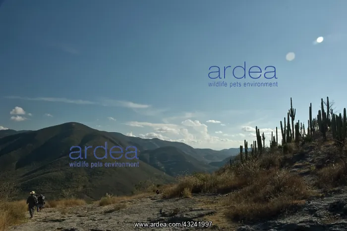 : Cactus : Cactus