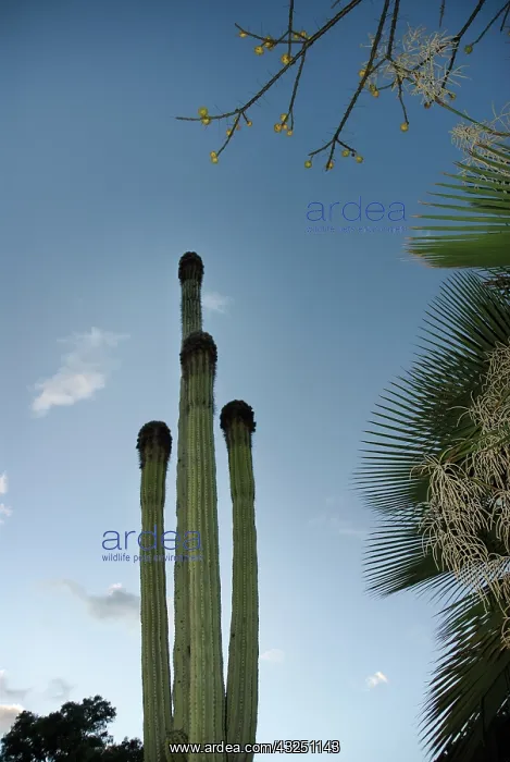 : Cactus, Saguaro cactus, Carnegiea gigantea : Cactus, Saguaro cactus, Carnegiea gigantea