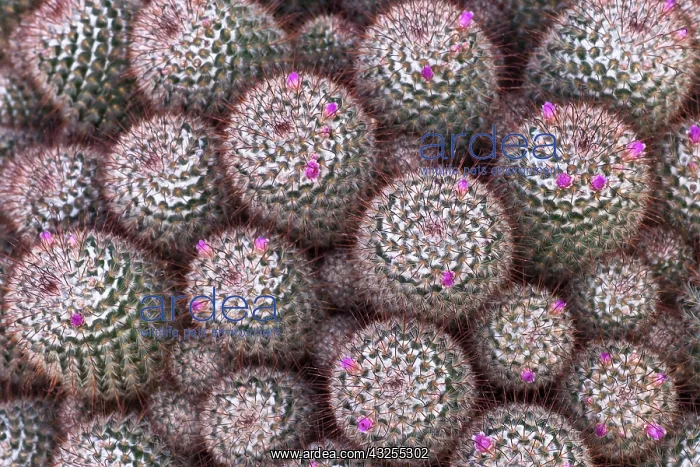 : Cactus, Pincushion cactus, Mammillaria bombycina : Cactus, Pincushion cactus, Mammillaria bombycina