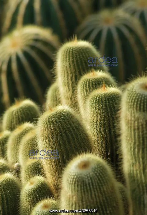 : Cactus, Parodia leninghausii : Cactus, Parodia leninghausii
